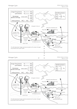 Nitrogen cycle - William`s Words in Science
