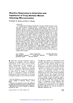 Reactive Hyperemia in Arterioles and Capillaries of Frog Skeletal