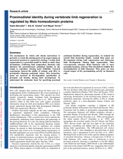 Proximodistal identity during vertebrate limb regeneration is