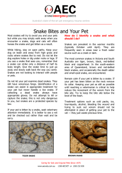 Snake Bites and Your Pet