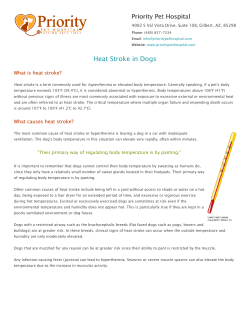Heatstroke in Dogs - Priority Pet Hospital