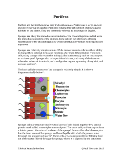Porifera - Table of Animals