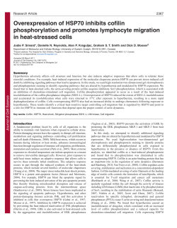 Overexpression of HSP70 inhibits cofilin phosphorylation and