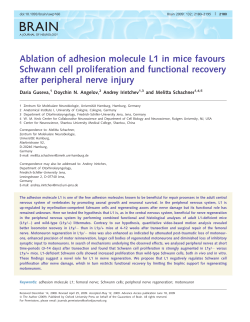 Ablation of adhesion molecule L1 in mice favours Schwann cell
