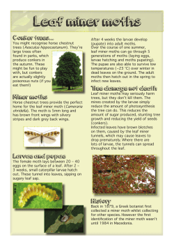 Leaf miner moths