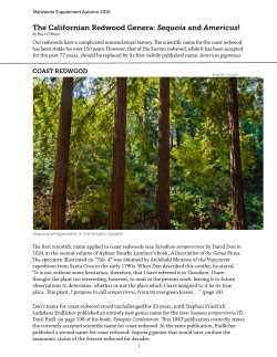 The Californian Redwood Genera - Regional Parks Botanic Garden