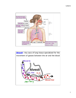 Alveoli &ndash; tiny sacs of lung tissue specialized for the movement of