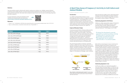 A Real Time Assay of Caspase 3 7 Activity in Cell Culture and