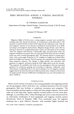 bird migration across a strong magnetic anomaly