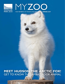 MEET HUDSON THE ARCTIC FOX!