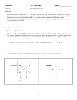 Chapter 12 DNA and RNA Name