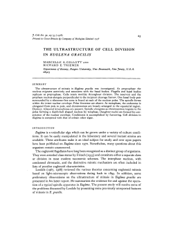 the ultrastructure of cell division in euglena gracilis