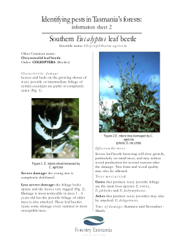 pests info sheet 2 leaf beetle-2