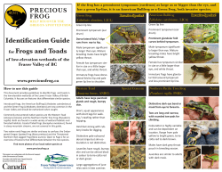 Identification Guide for Frogs and Toads