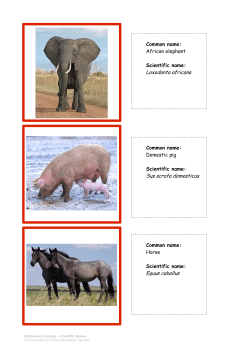 Common name: African elephant Scientific name: Loxodonta