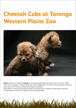 Cheetah Cubs at Taronga Western Plains Zoo