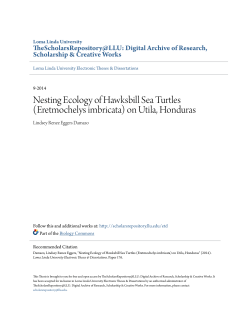 Nesting Ecology of Hawksbill Sea Turtles