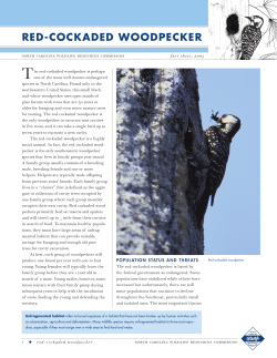red-cockaded woodpecker - North Carolina Wildlife Resources