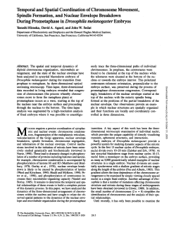 During Prometaphase in Drosophila melanogaster Embryos