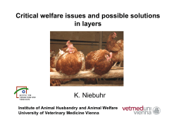 Critical welfare issues and possible solutions in layers