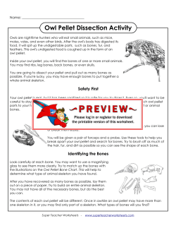 Owl Pellet Dissection Activity