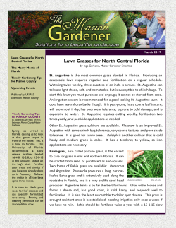 Lawn Grasses for North Central Florida
