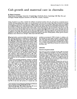 Cub growth and maternal care in cheetahs