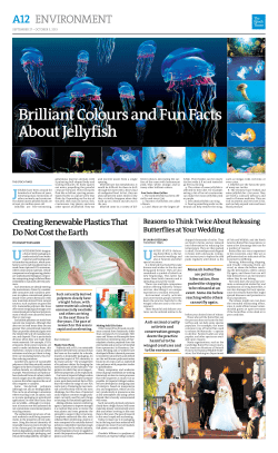 Brilliant Colours and Fun Facts About Jellyfish