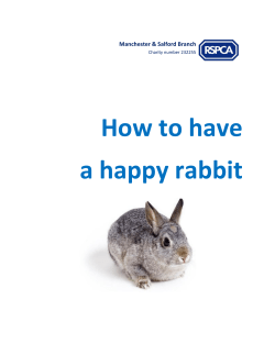 How to have a happy rabbit - Manchester and Salford RSPCA