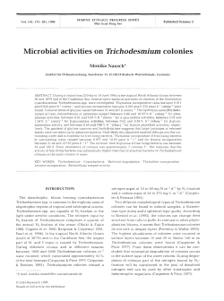 Microbial activities on Trichodesmium colonies