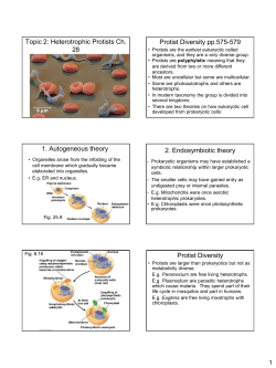 Heterotrophic Protists - Professional Teachers.ca
