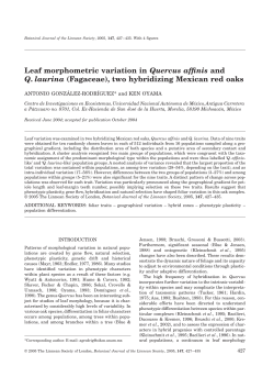 Leaf morphometric variation in Quercus affinis and Q. laurina