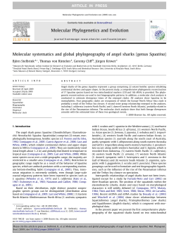 Molecular systematics and global phylogeography of angel sharks