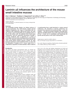 Laminin &alpha;5 influences the architecture of the mouse small intestine