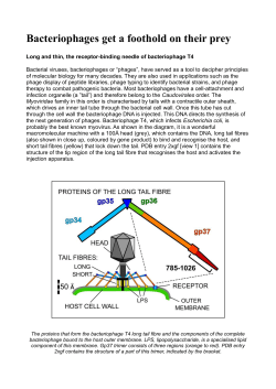 Bacteriophages get a foothold on their prey