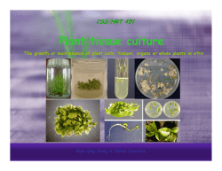 Plant tissue culture