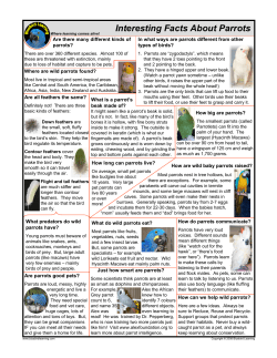Interesting Facts About Parrots