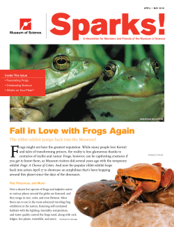 Fall in Love with Frogs Again