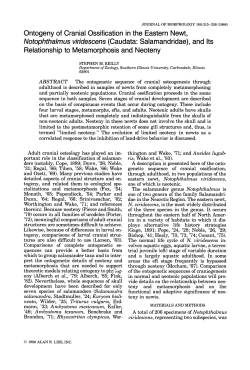 Ontogeny of cranial ossification in the eastern newt
