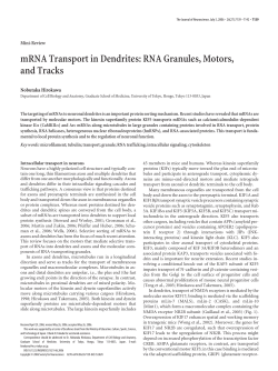 mRNA Transport in Dendrites: RNA Granules, Motors, and Tracks