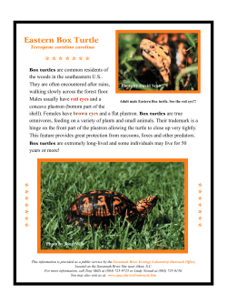 Box Turtle Fact Sheet