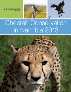 Cheetah Conservation in Namibia 2013