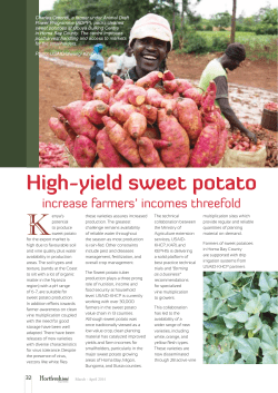 High-yield sweet potato