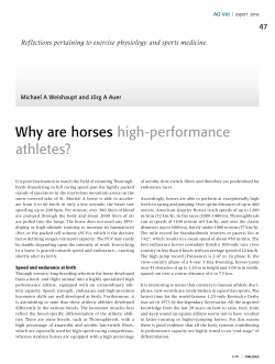 Why are horses high-performance athletes?