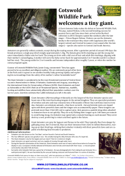 Cotswold Wildlife Park welcomes a tiny giant.