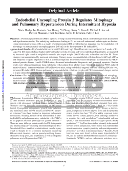 Endothelial Uncoupling Protein 2 Regulates Mitophagy and