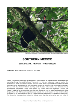 S Mexico - CloudBirders