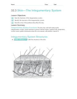 HOMEWORK Integumentary System Chapter 32