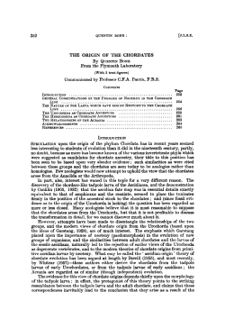the origin of the chordates