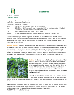 Blueberries - Urban Harvest